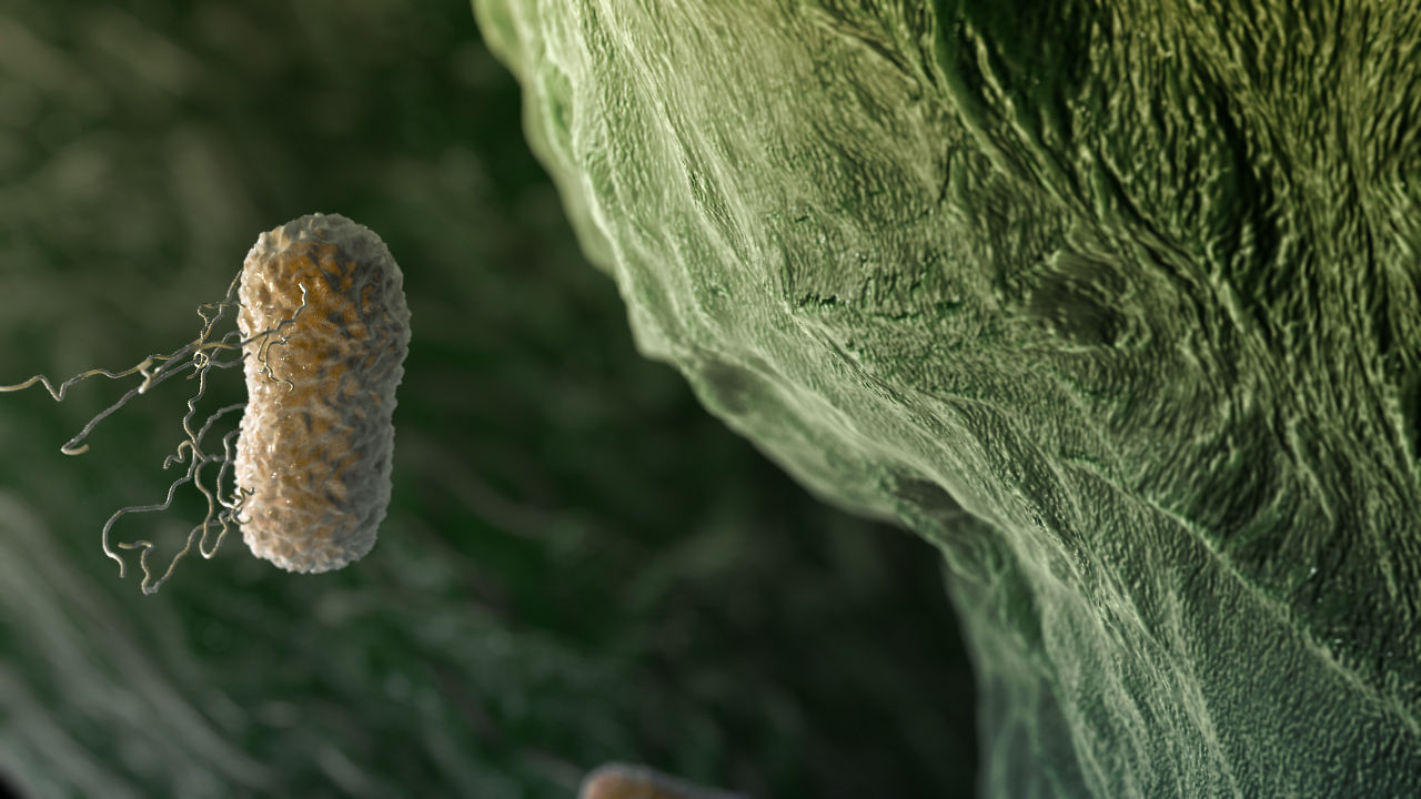 Представитель Отряда Xanthomonadales